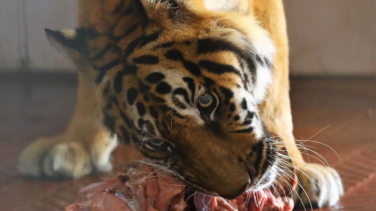 Antalya'da Uluslararası Kaplan Günü Etkinliği: Kaplanlara Özel Et Pastası