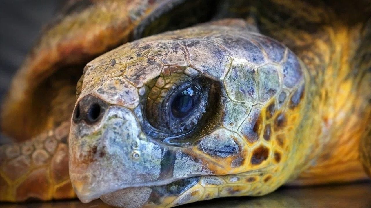 İzmir'de Yaralı Caretta Caretta Tedavi Altında