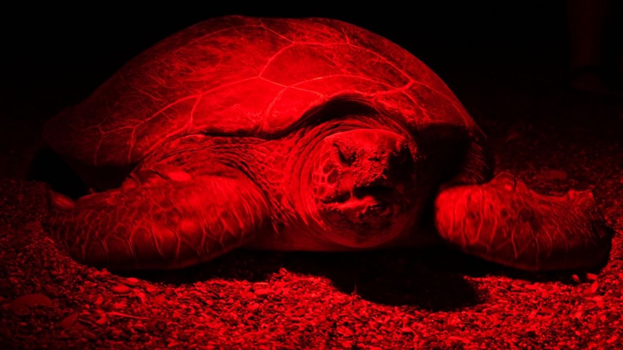 Kızılot'ta Caretta Caretta'lar Kırmızı Işıkta Yumurtladı