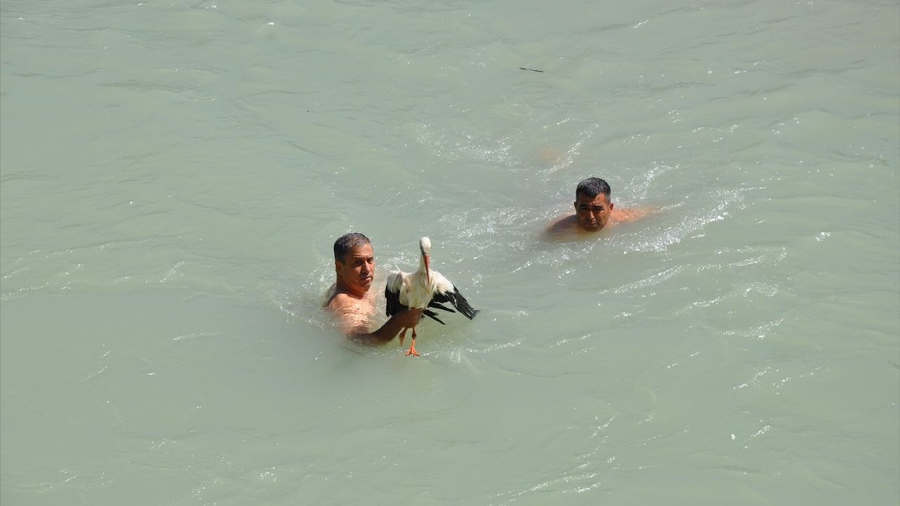 Mersin'deki Yaralı Leyleğin Kurtarılması