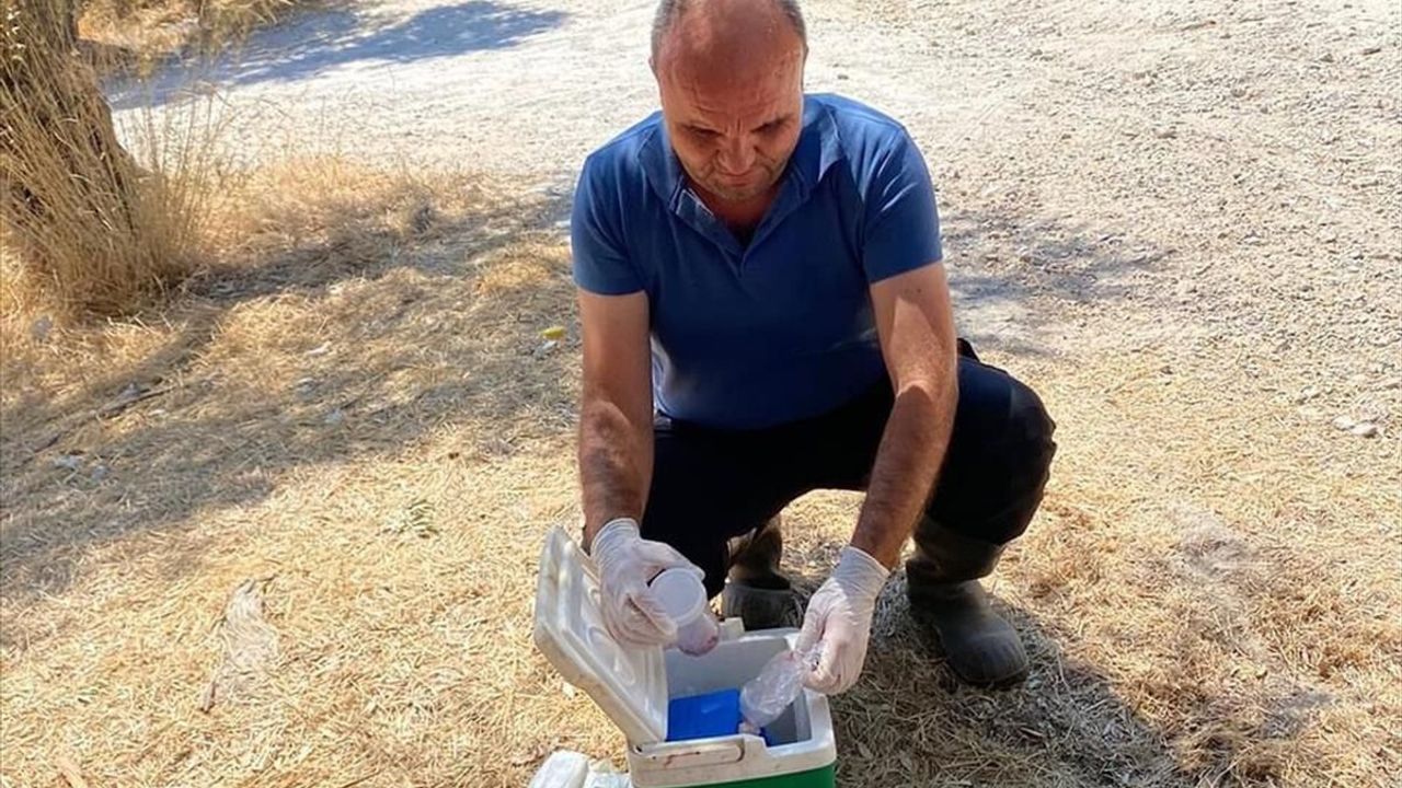 Muğla'da 30 Koyun Zehirlenerek Telef Oldu