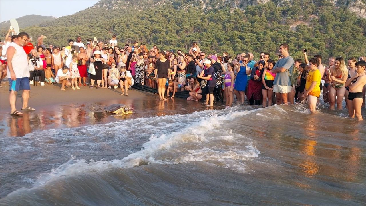 Muğla'da tedavileri tamamlanan 4 deniz kaplumbağası denize salındı