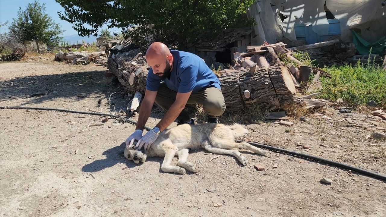 Amasya'da Sürüklenen Köpek Kurtarıldı