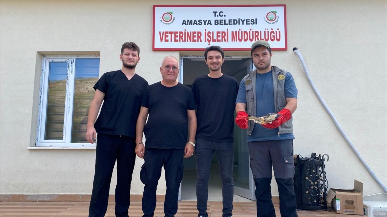 Amasya'da Yaralı Bulunan Balaban Kuşu Tedavi Altına Alındı