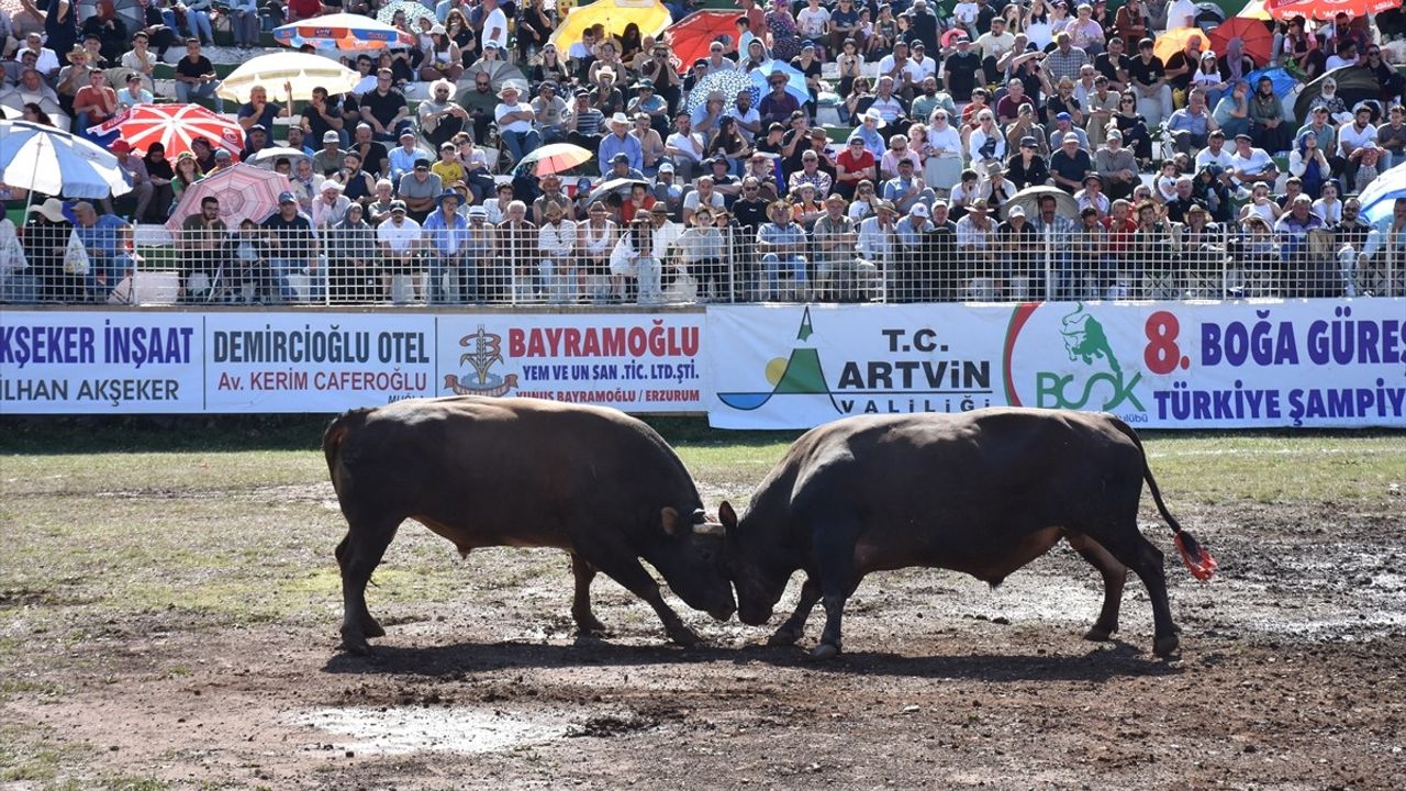 Artvin'deki 8. Kafkasör Boğa Güreşleri Türkiye Şampiyonası Heyecan Dolu Anlara Sahne Oldu