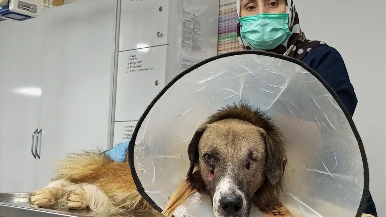 Bartın'da Silahla Yaralanan Köpek İçin Umut Işığı