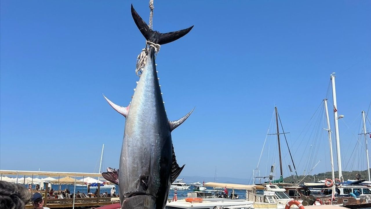 Bodrum'da Amatör Balıkçılardan Dev Orkinos Avı