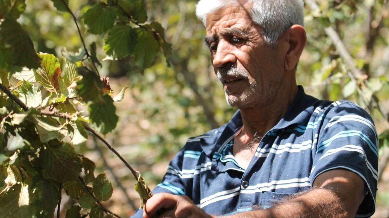 Bolu'da Fındık Hasadı Başladı