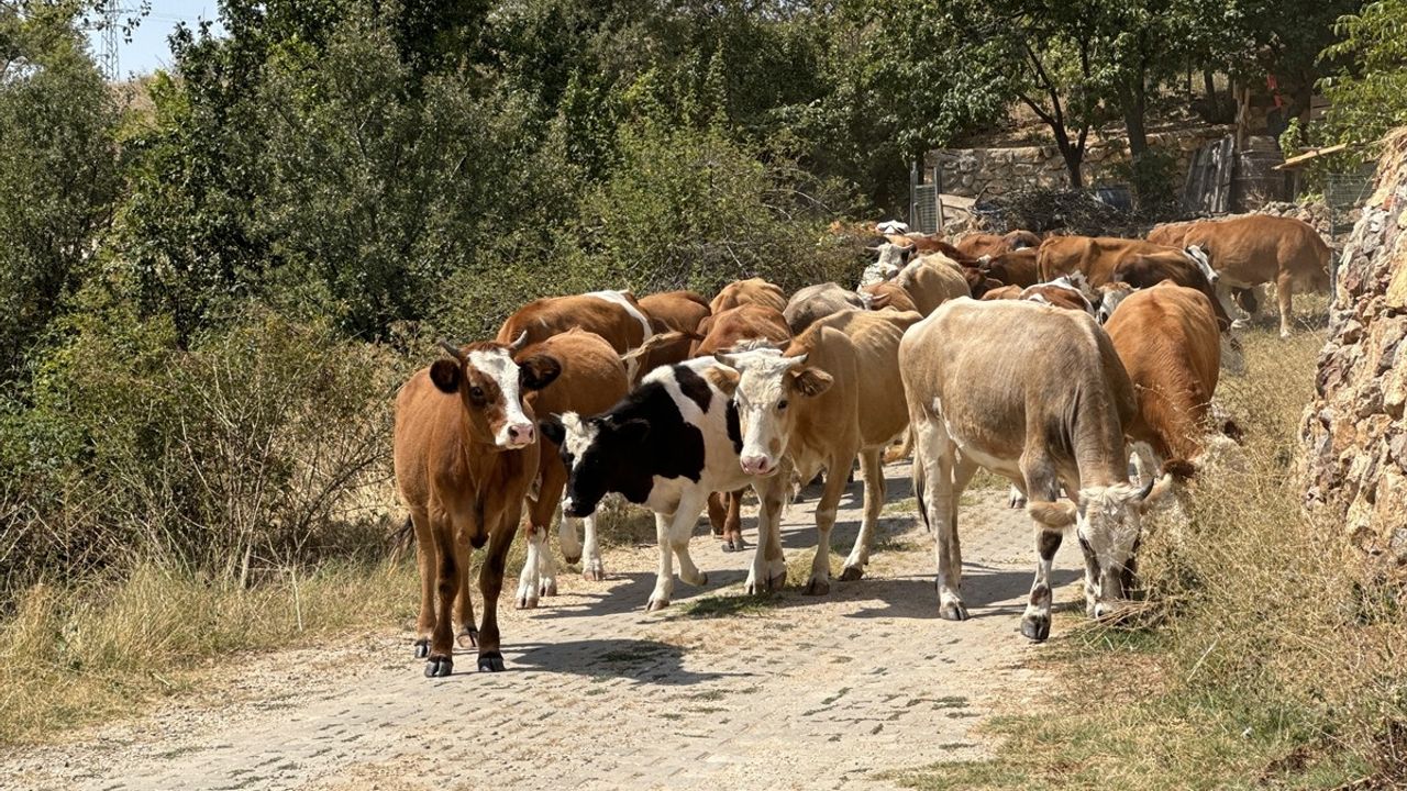 Çankırı'daki Orman Yangınında Soğutma Çalışmaları Devam Ediyor