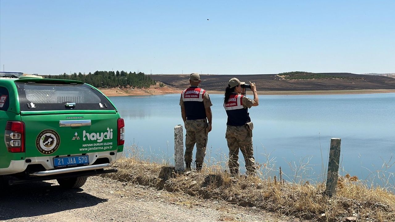 Diyarbakır'daki Devegeçidi Baraj Gölü'nde Balık Ölümleri Üzerine İnceleme Başlatıldı