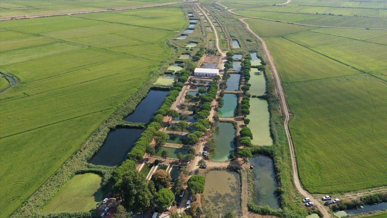 Edirne'de 10 Milyon Yavru Sazan Balığı Baraj ve Göletlere Bırakıldı