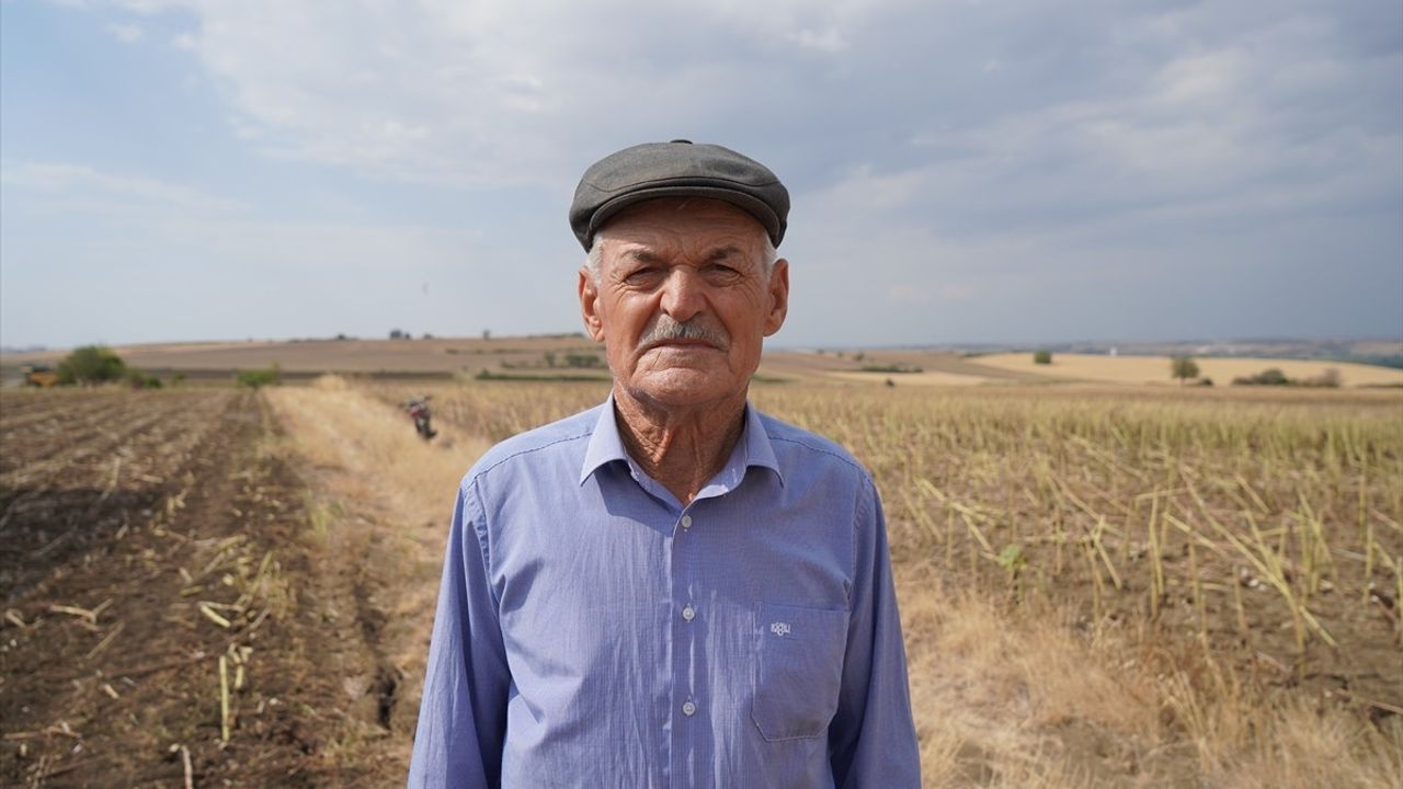 Edirne'de Ayçiçeği Hasadı Devam Ediyor