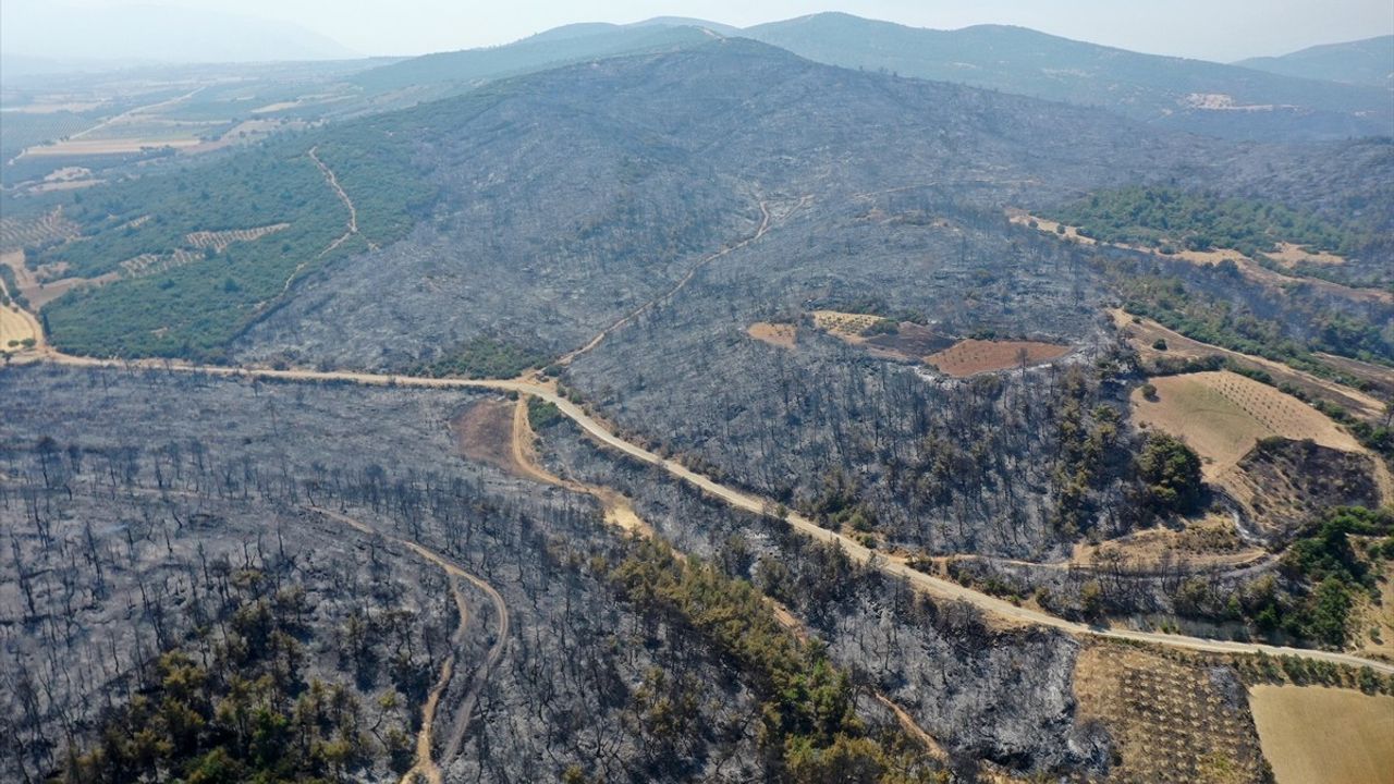 Ege Bölgesi'nde Yangınların Yarattığı Tahribat