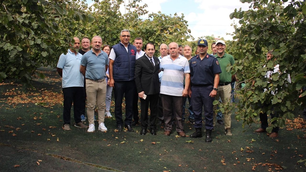 Fındık Üreticileri Hasat Filesi ile Maliyetleri Düşürüyor