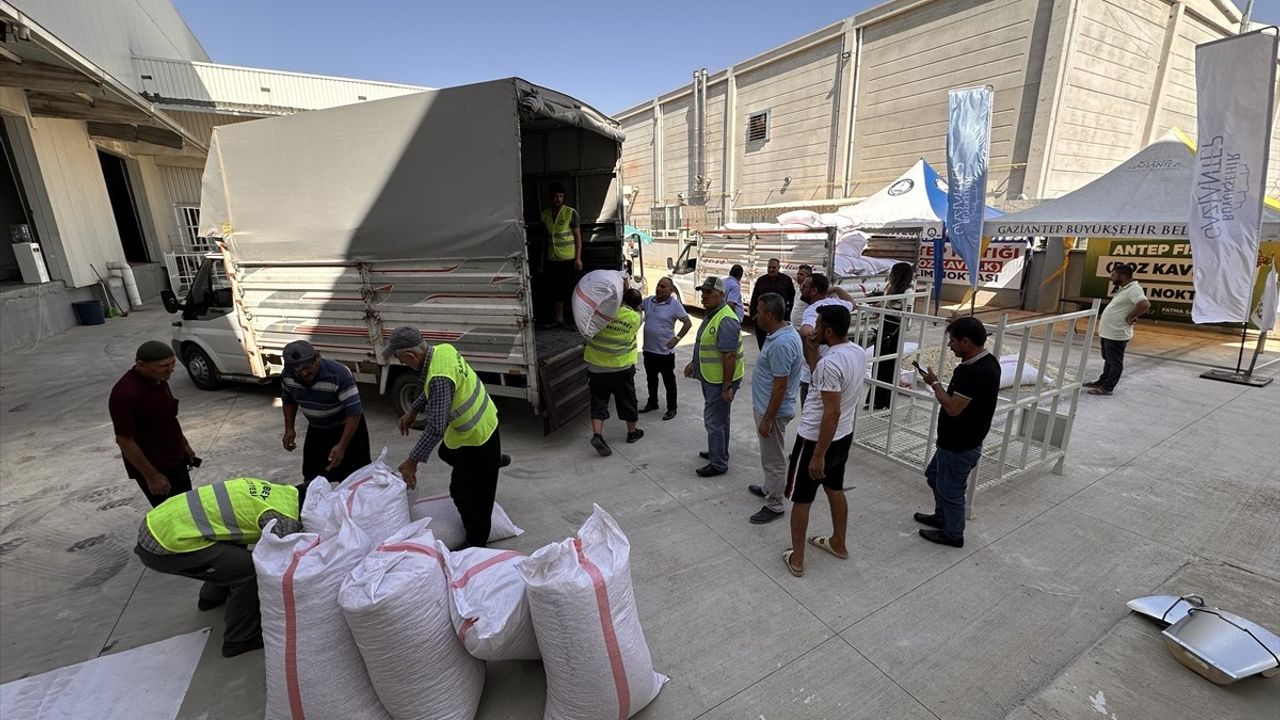 Gaziantep Belediyesi Fıstık Alımına Başladı