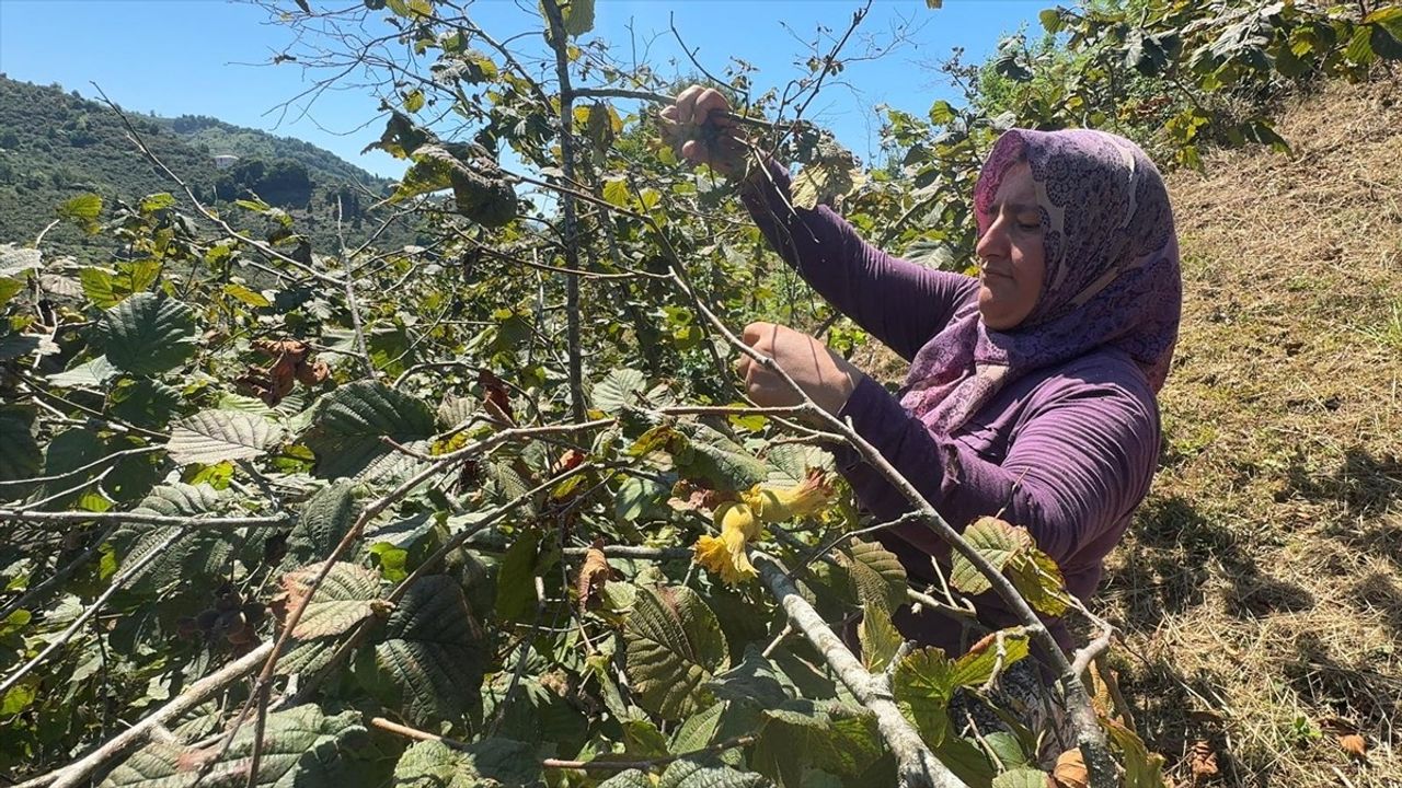 Giresun'da Fındık Hasadı Sezonu Başladı