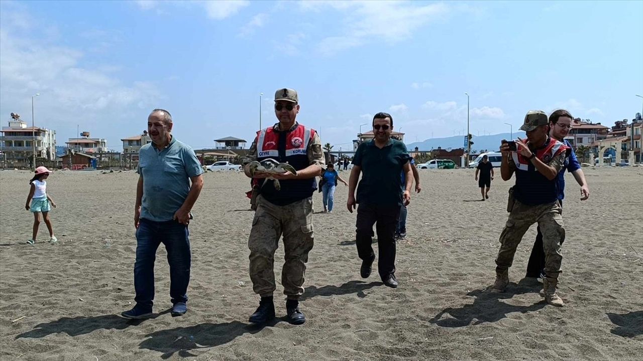 Hatay'da Tedavi Edilen Kaplumbağalar Denize Bırakıldı