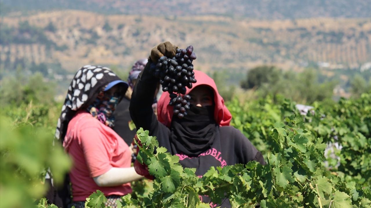 Hatay'da Üzüm Hasat Sezonu Başladı