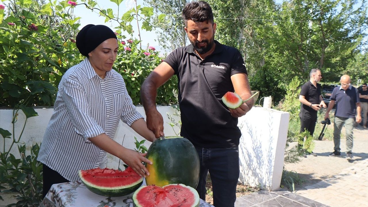 Iğdır'da Dördüncü Karpuz Hasadı Gerçekleşti