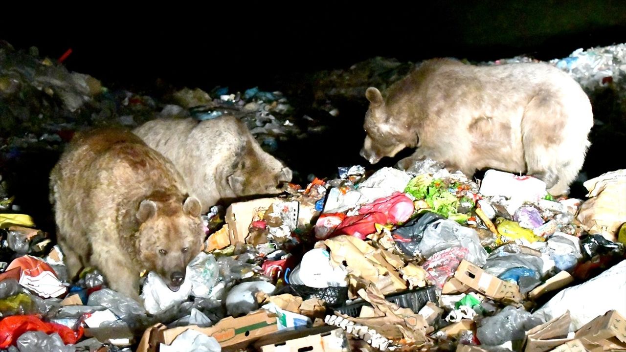 Kars'ta Bozayıların Şehir Çöplüğündeki Beslenme Anları