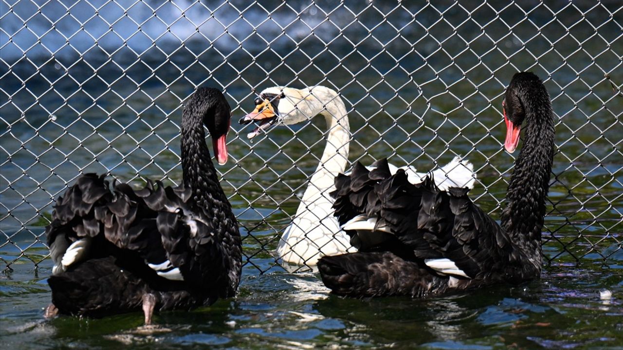 Kuğulu Park'ta Kavga Eden Kuğular Arasındaki Gerilim Tel Örgüyle Sonlandırıldı