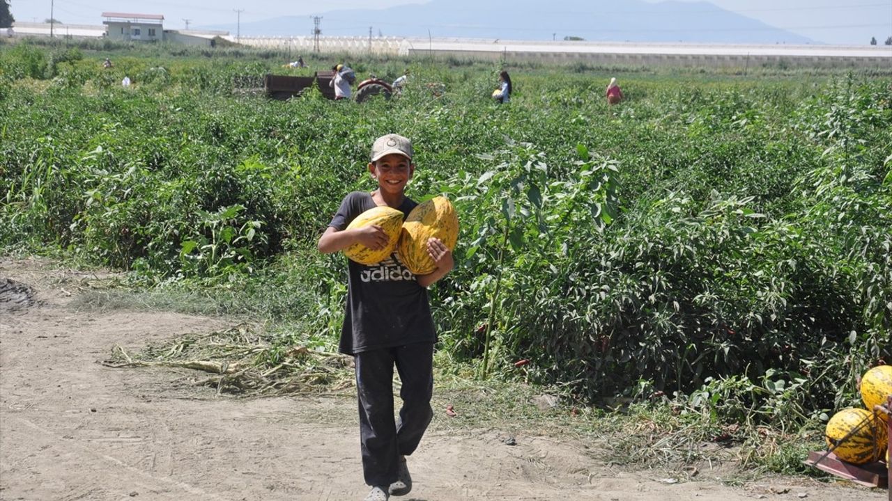 Manisa'da Çiftçiler 600 Ton Kavun ve Karpuz Dağıttı