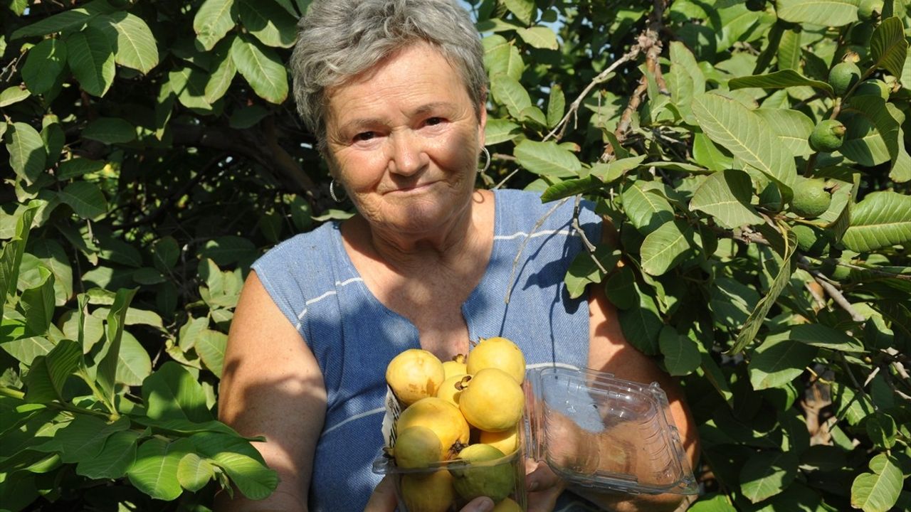 Mersin'de Guava Hasadı Başladı