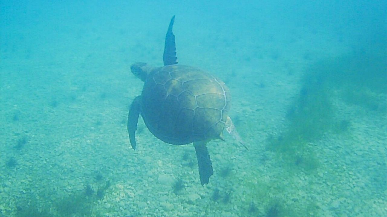 Muğla'da Deniz Kaplumbağalarının Beslenme Anları Görüntülendi