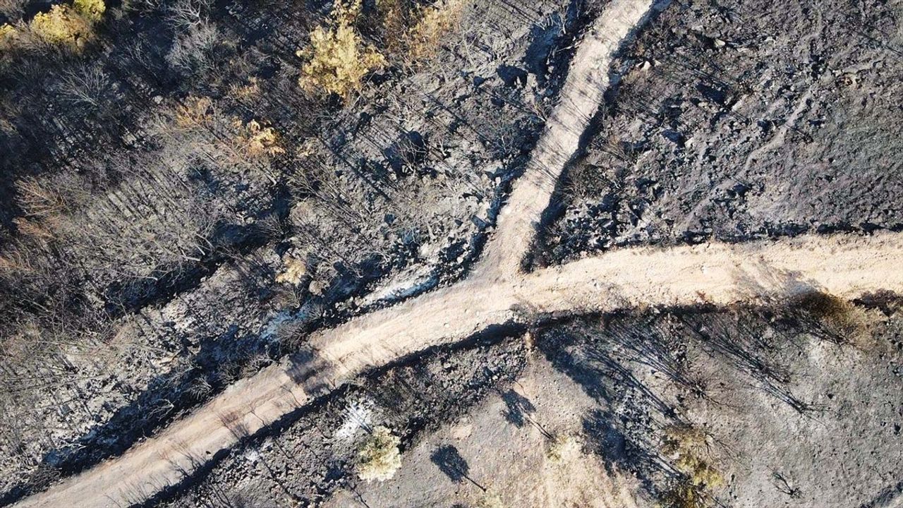 Muğla'nın Milas ilçesinde orman yangını kontrol altına alındı