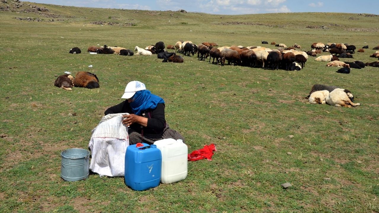 Muş'un Berivanları: Zorlu Yayla Yolculuğu