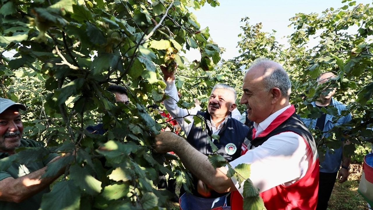 Ordu'da Üreticilerle Fındık Hasadı Başladı