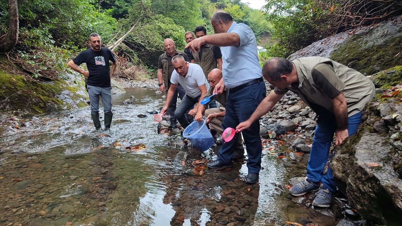 Samsun'da 5 Bin Kırmızı Benekli Alabalık Yavrusu Suya Bırakıldı