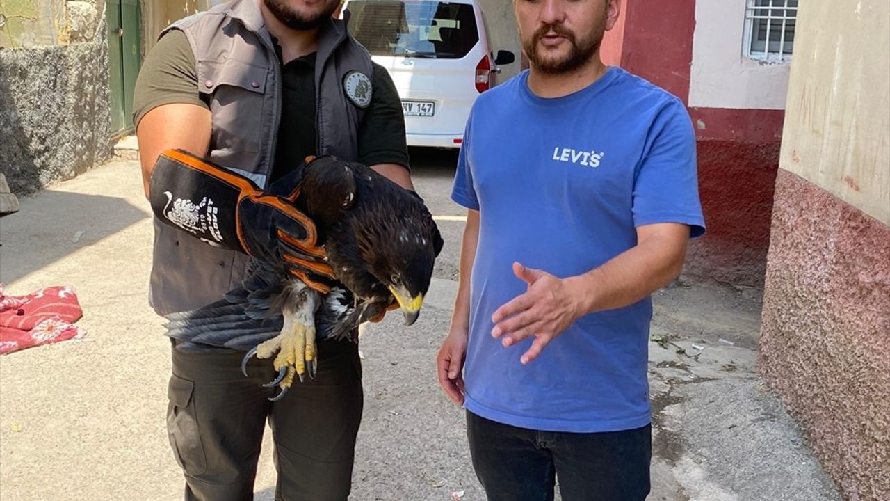 Şırnak'ta Tedavi Edilen Kaya Kartalı Doğaya Döndü