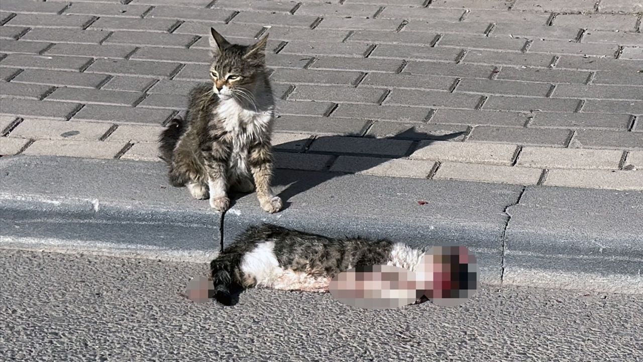 Sivas'ta Sahipsiz Kedi Yavrusu Duygusal Anlar Yaşattı