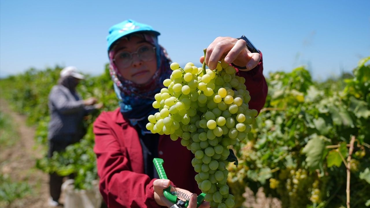 Tarım ve Orman Bakanı Yumaklı, Manisa'da Üzüm Hasadına Katıldı