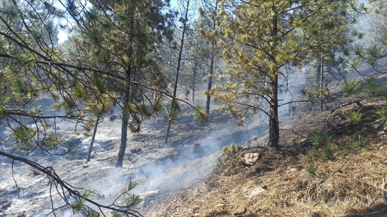 Tokat'ta Orman Yangını: 2 Hektar Alan Zarar Gördü