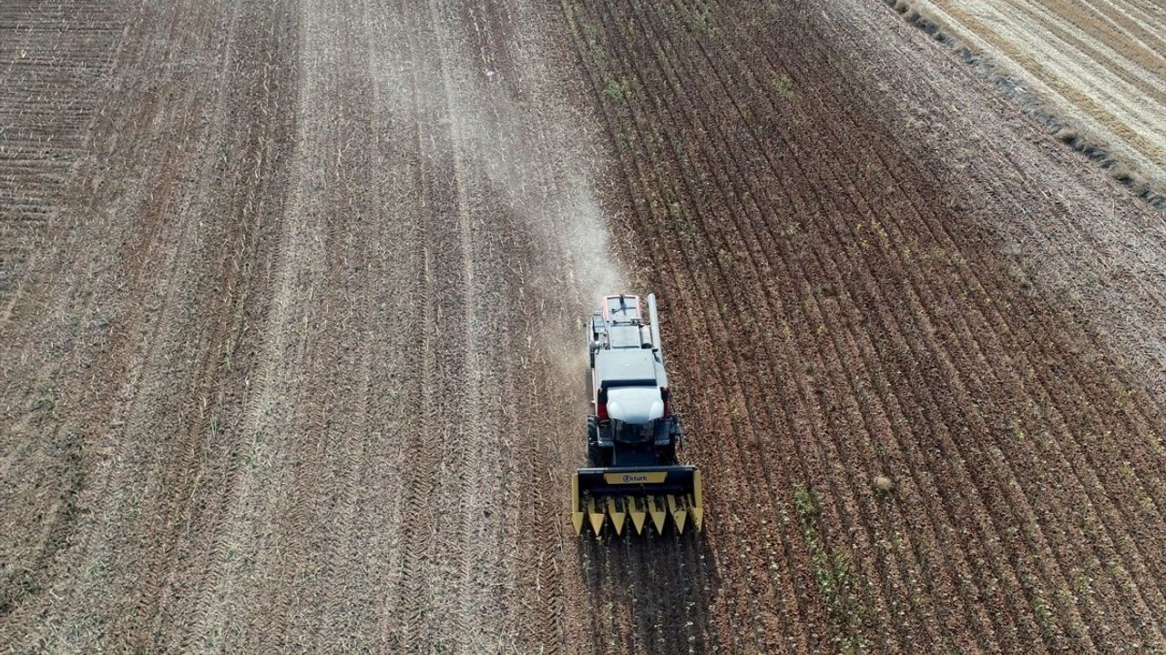 Trakya'da Ayçiçeği Hasadı Devam Ediyor