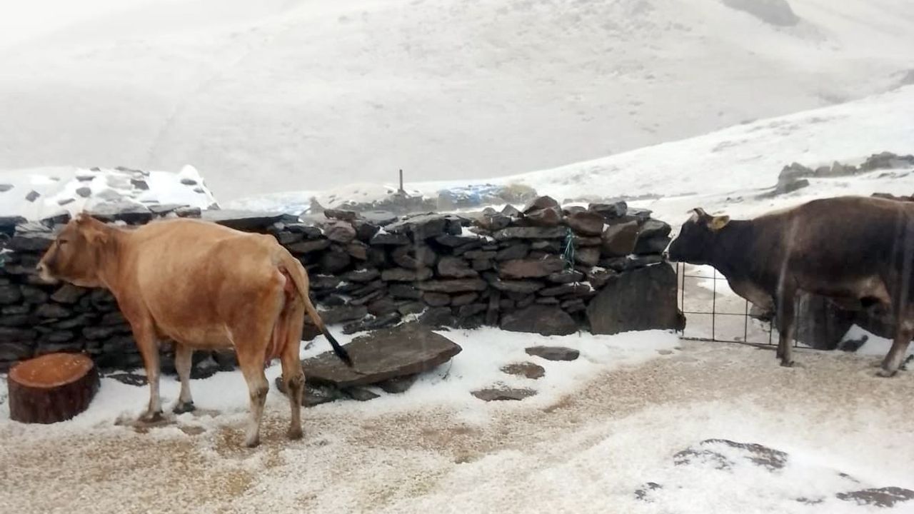 Tuygun Köyü Yaylası Beyaza Büründü: Dolu ve Kar Etkili Oldu