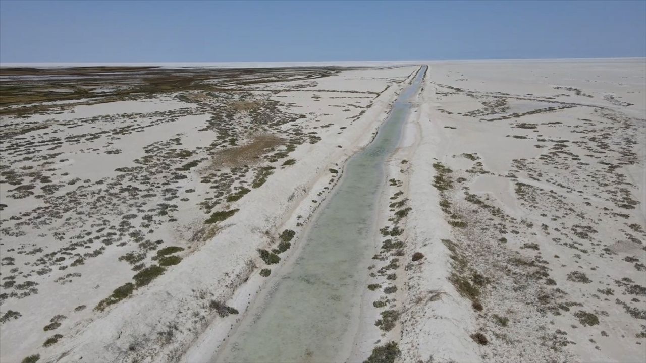 Tuz Gölü'nde Flamingo Yavrularının Korunması Başarıyla Gerçekleşti