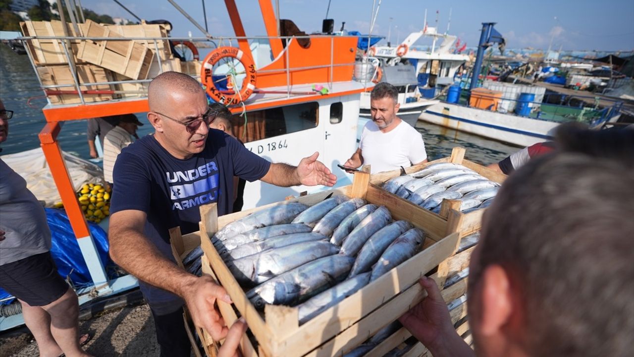 Akçakoca Limanı'nda Palamut Bereketi