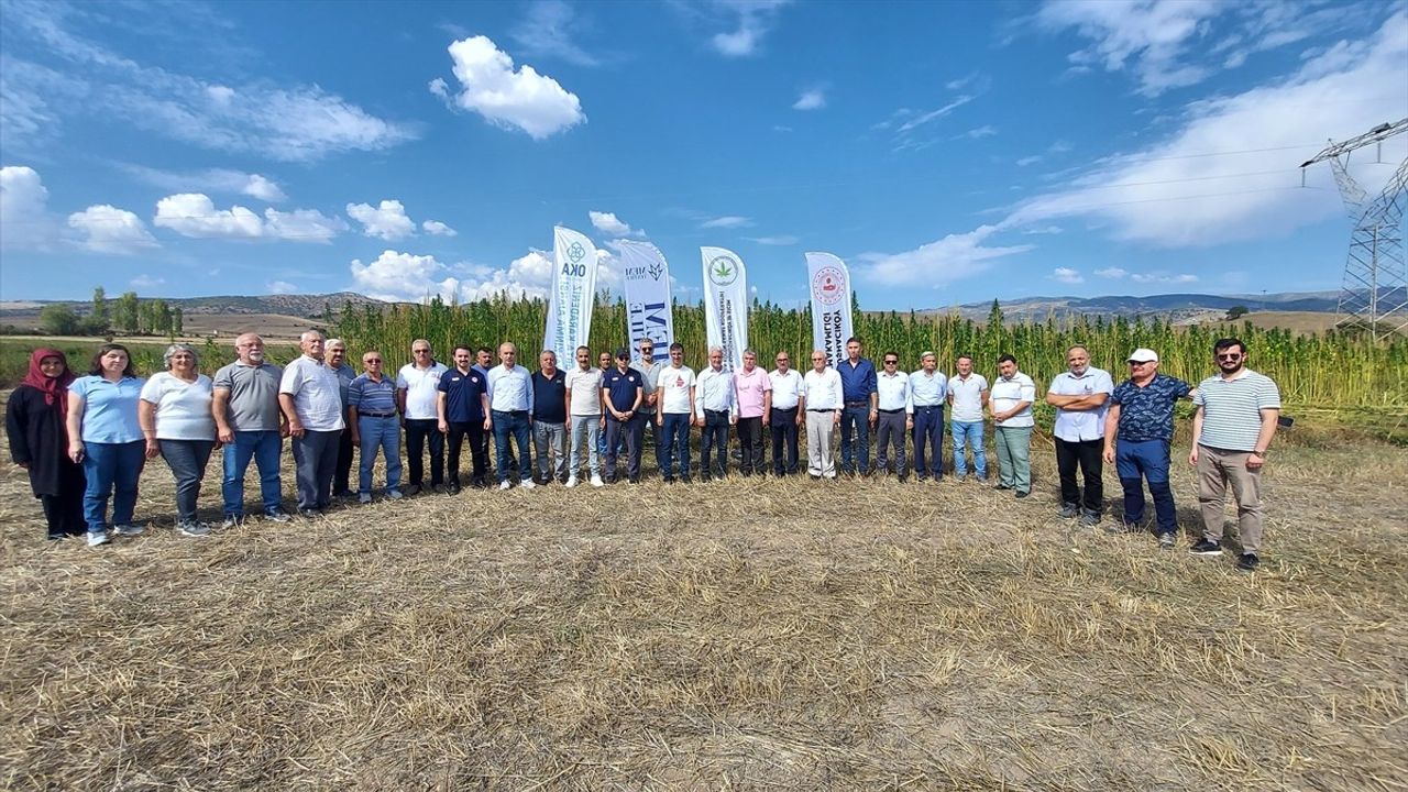 Amasya'da 40 Yıllık Ata Tohumlarıyla Kenevir Hasadı Başladı