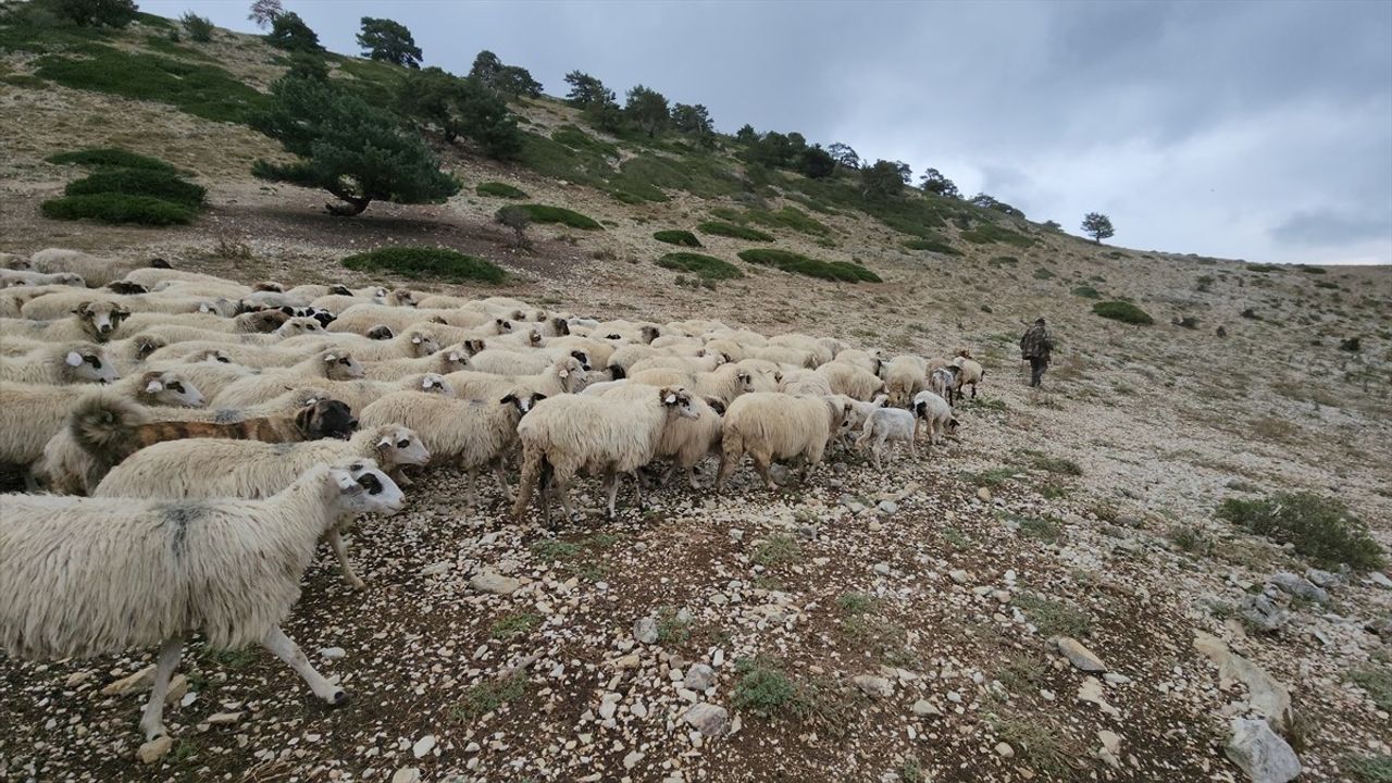 Amasya'da Çobanlar Yaylaya Veda Ediyor