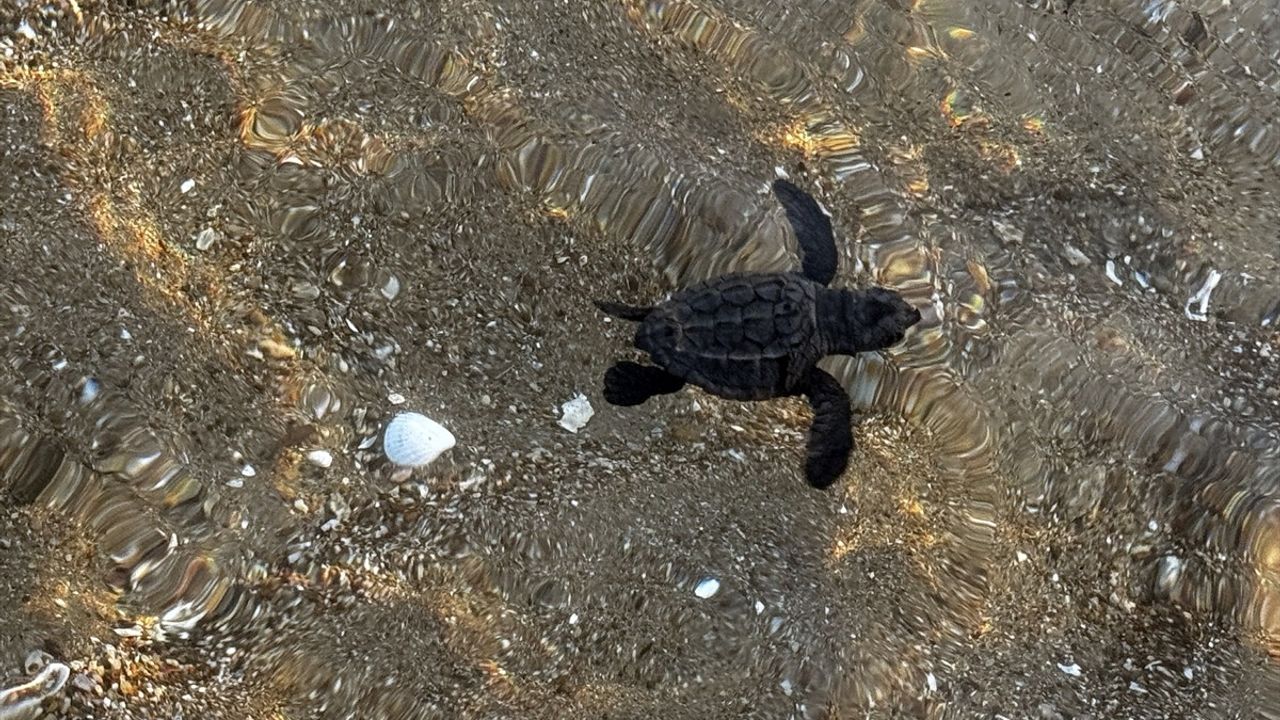 Antalya'da Caretta Caretta Yavrularının Denizle Buluşması