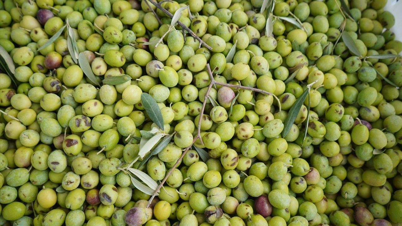 Ayvalık'ta Zeytin Hasadı Coşkusu Başladı