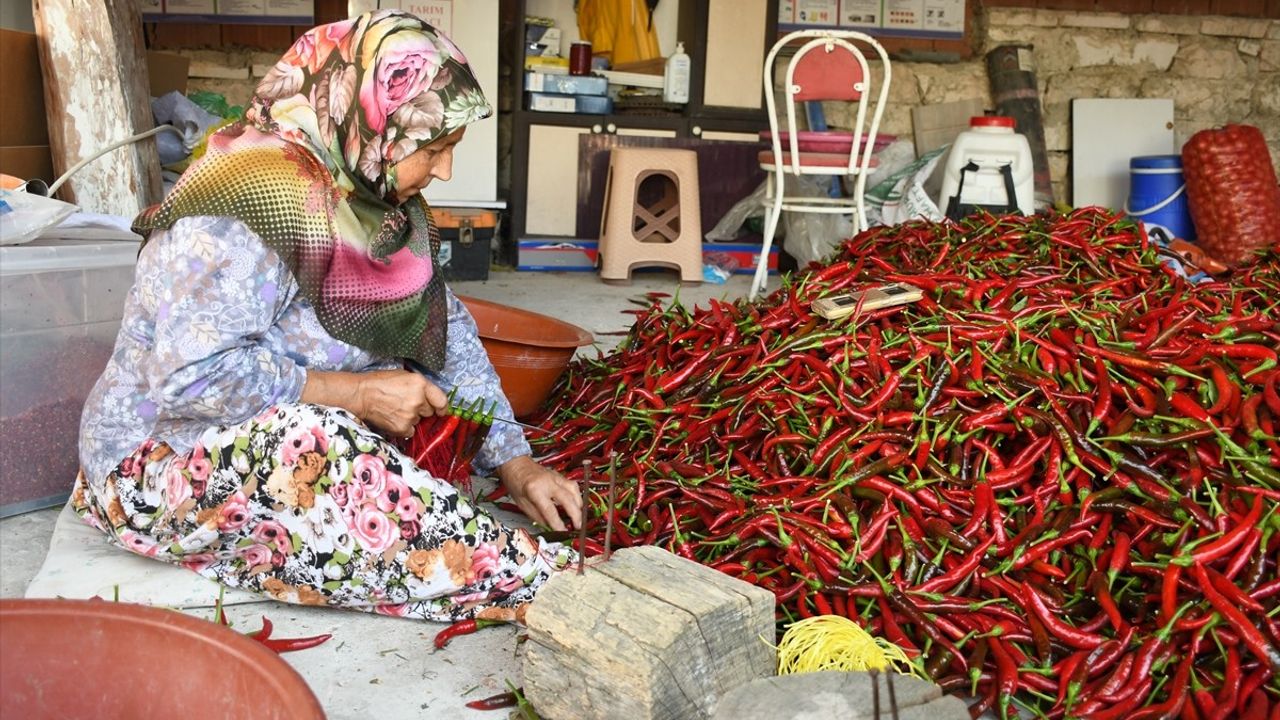 Bilecik'te Çukurören Biberi Kurutma Sezonu Başladı