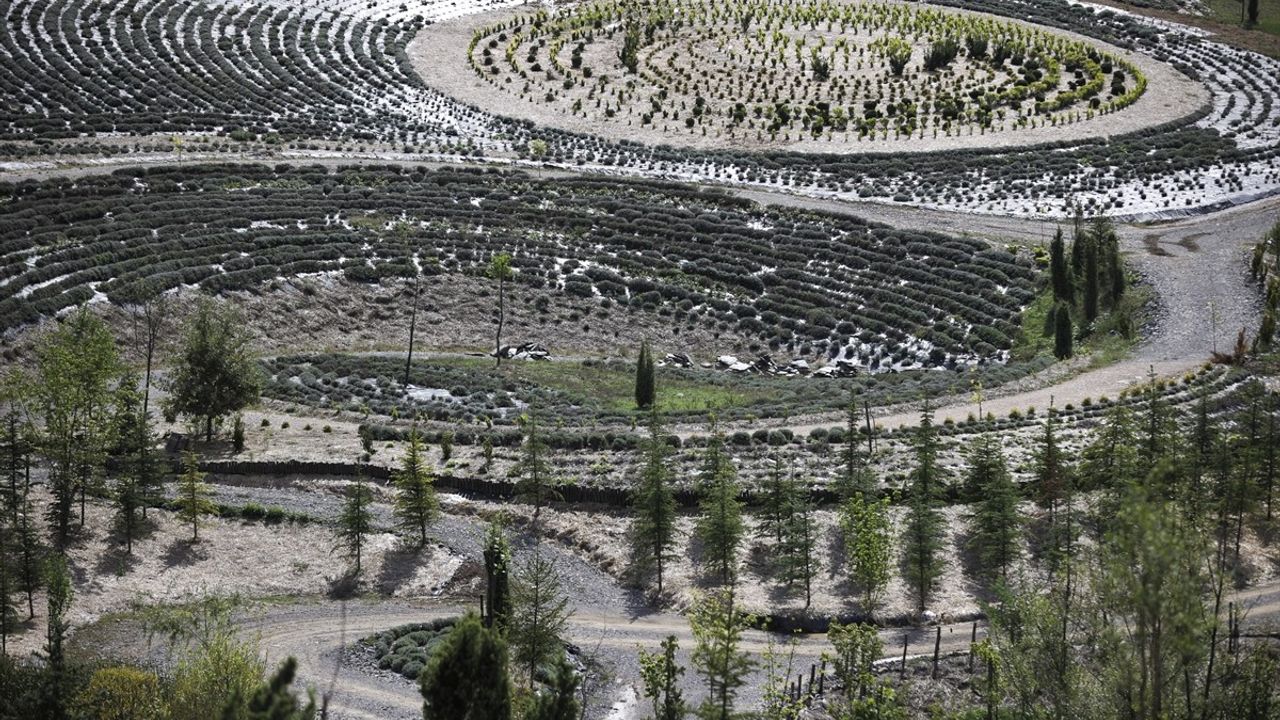 Bosna Hersek'teki Van Gogh Temalı Park