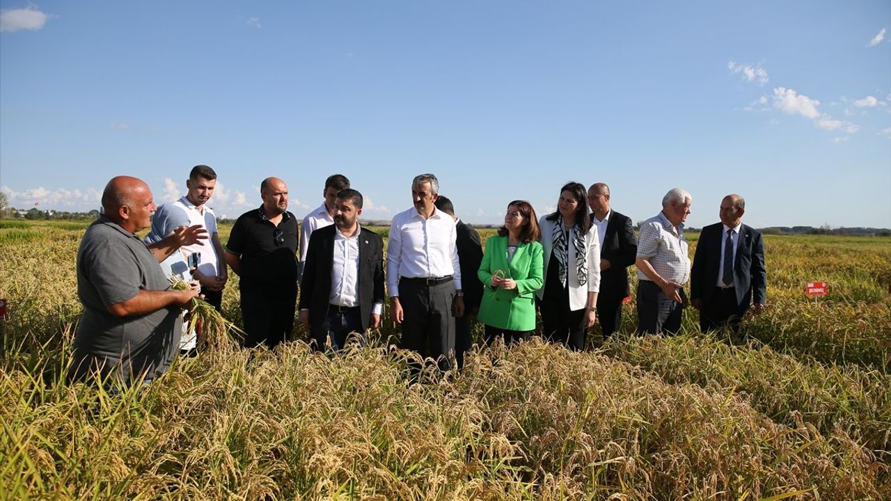 Edirne'de Çeltik Tarla Günü Kutlandı