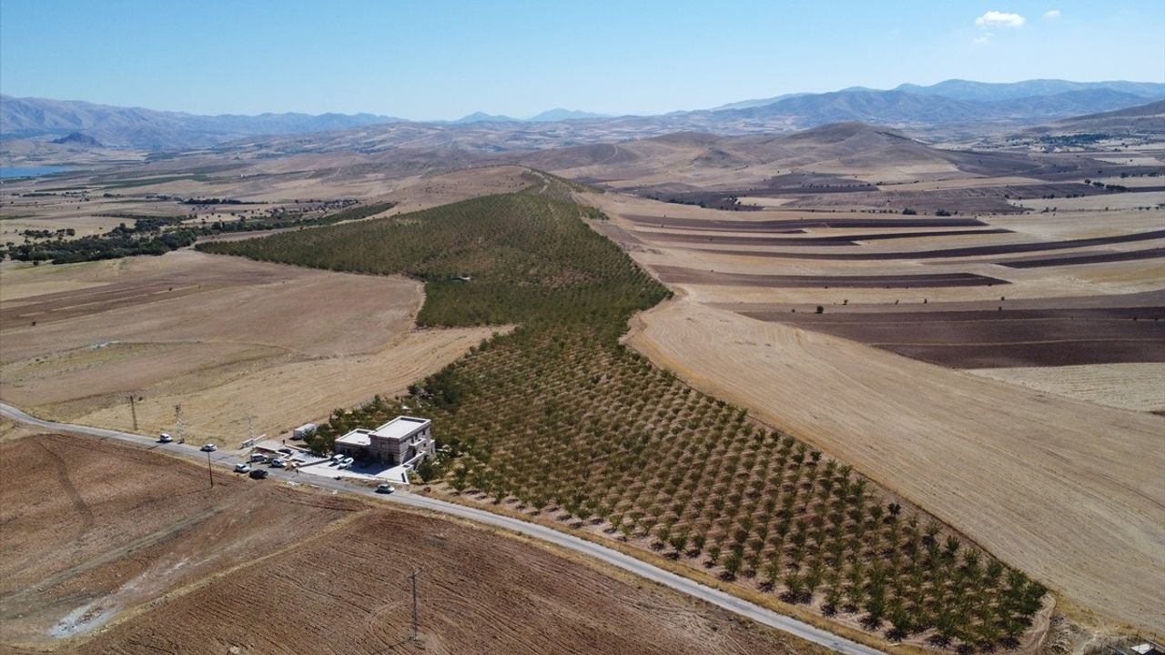 Elazığ'da Badem Hasadı Coşkusu