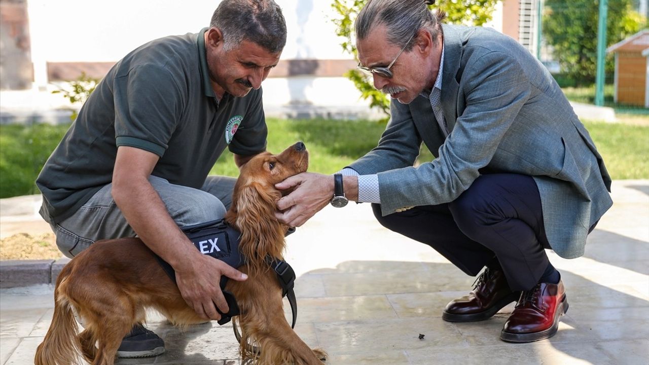 Etimesgut'ta Sahipsiz Köpekler Bekçi Oldu