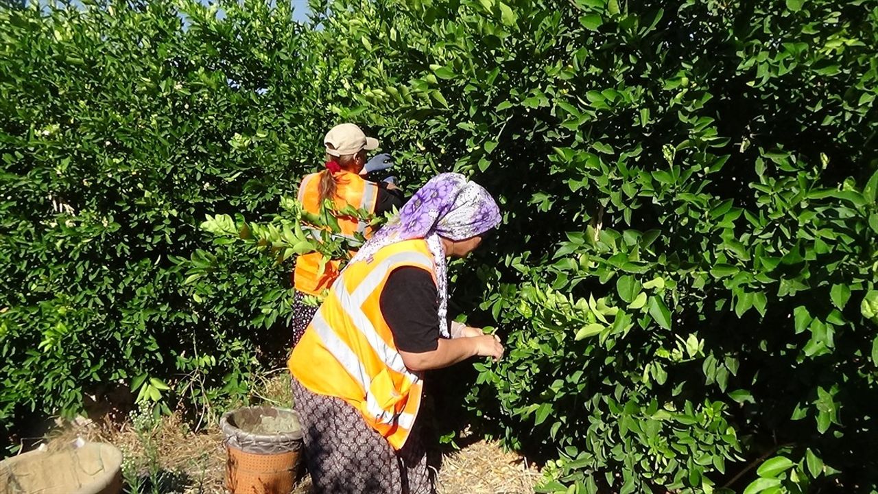 Mersin'de Erkenci Limon Hasadı Başladı